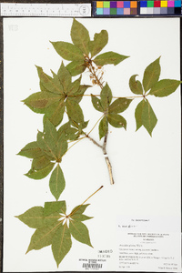 Aesculus glabra image