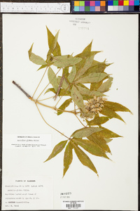 Aesculus glabra image