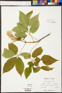 Aesculus glabra image