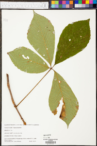 Aesculus glabra image