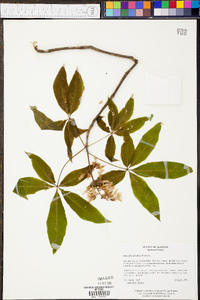 Aesculus sylvatica image