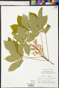 Aesculus sylvatica image