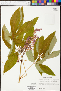 Aesculus sylvatica image