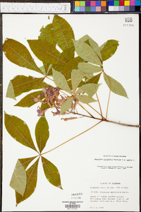 Aesculus sylvatica image