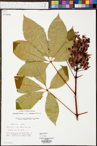 Aesculus sylvatica image