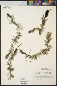 Myriophyllum spicatum image