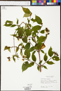 Philadelphus inodorus image