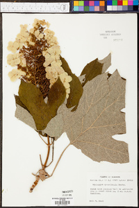 Hydrangea quercifolia image