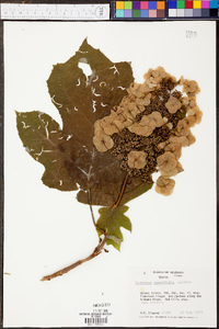 Hydrangea quercifolia image