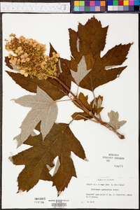 Hydrangea quercifolia image