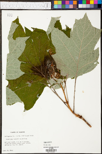 Hydrangea quercifolia image