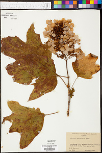 Hydrangea quercifolia image