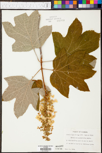 Hydrangea quercifolia image