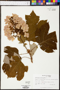 Hydrangea quercifolia image