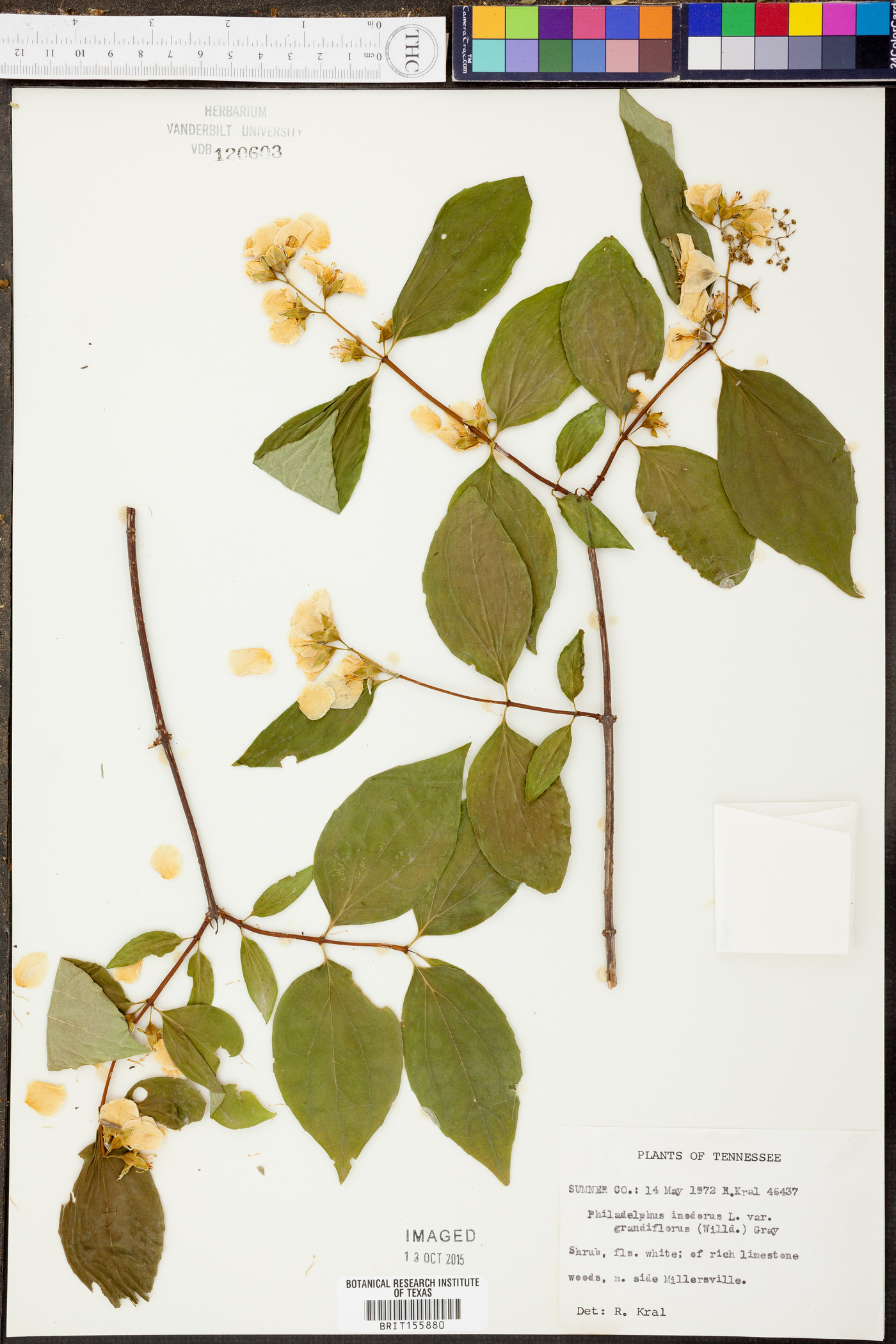 Philadelphus inodorus image