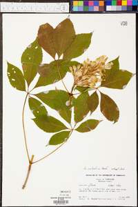 Aesculus sylvatica image