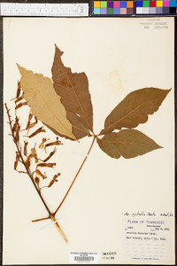 Aesculus sylvatica image