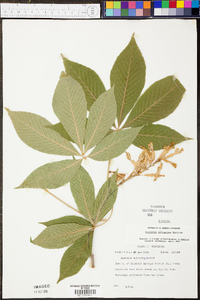 Aesculus sylvatica image