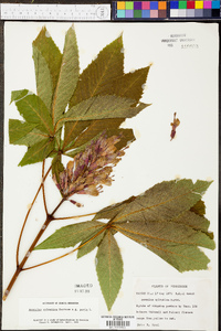 Aesculus sylvatica image