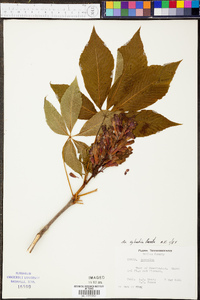 Aesculus sylvatica image