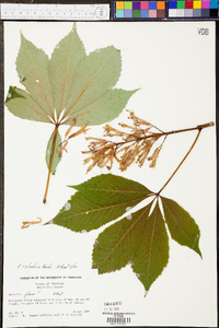 Aesculus sylvatica image