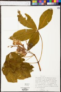 Aesculus sylvatica image