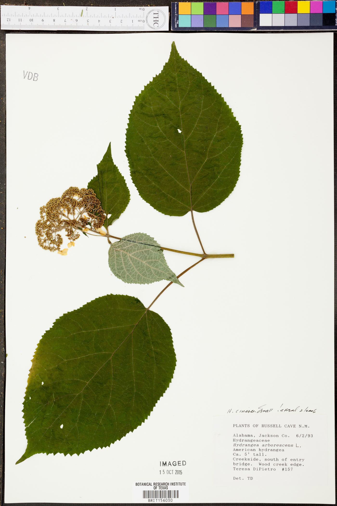 Hydrangea cinerea image