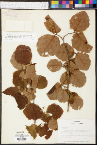 Hamamelis virginiana var. henryi image