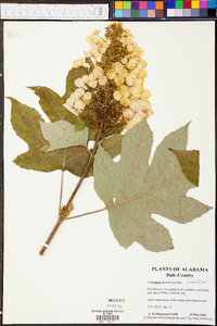 Hydrangea quercifolia image