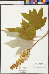 Hydrangea quercifolia image