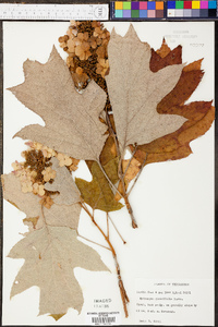 Hydrangea quercifolia image