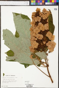 Hydrangea quercifolia image