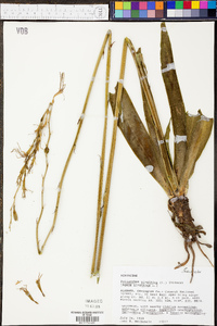 Polianthes virginica image