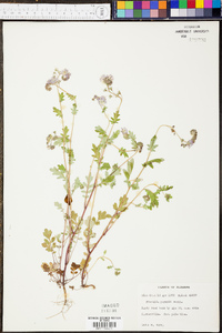 Phacelia purshii image