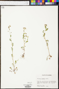 Phacelia purshii image