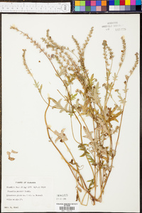 Phacelia purshii image