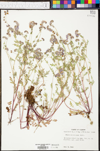 Phacelia purshii image