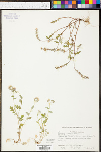 Phacelia purshii image