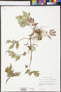 Phacelia bipinnatifida image