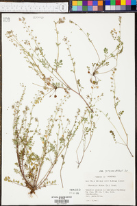 Phacelia dubia var. georgiana image