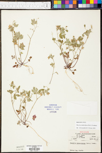 Phacelia ranunculacea image