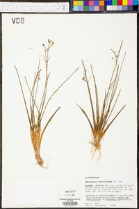 Sagittaria isoetiformis image