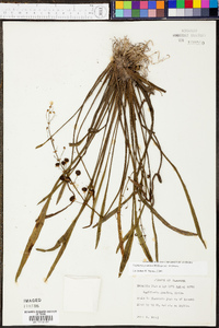 Sagittaria graminea image