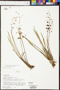 Sagittaria graminea image