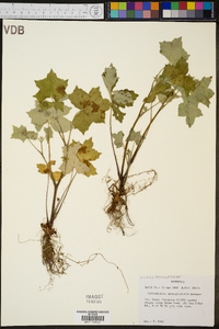 Hydrophyllum appendiculatum image