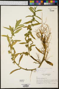 Hydrolea uniflora image