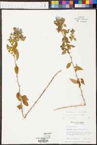 Hydrolea ovata image