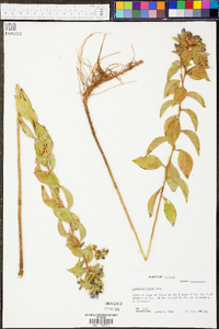 Hydrolea ovata image