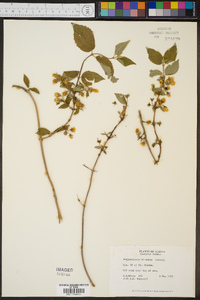 Philadelphus hirsutus image