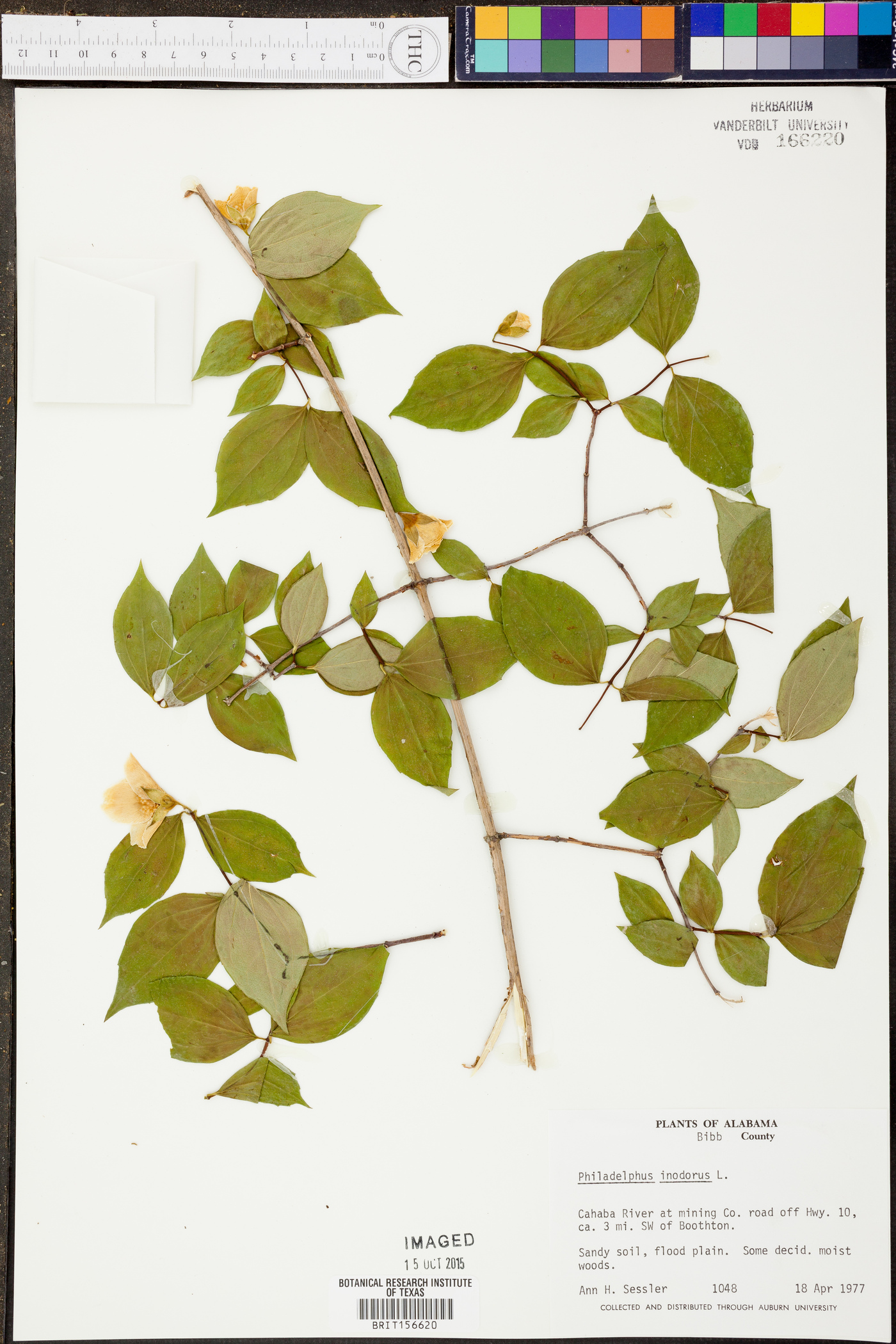 Philadelphus inodorus image